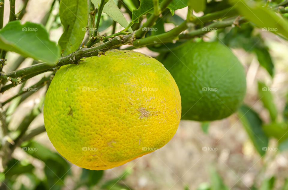 Ripe Tangerine On Tree