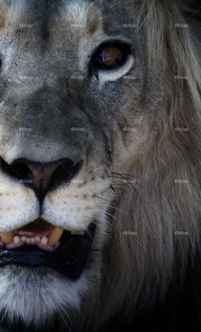 male lion portrait