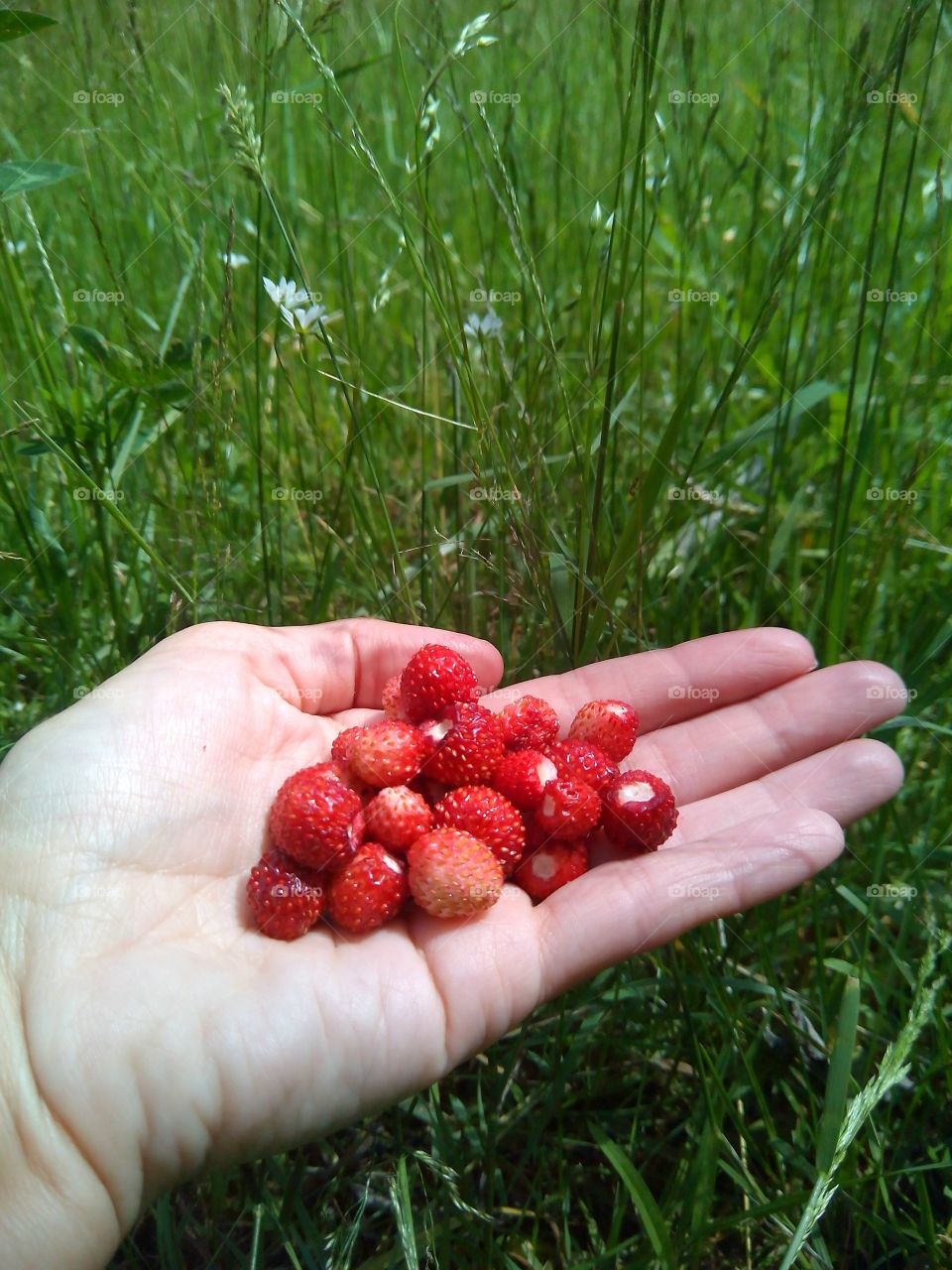 Ripe wild strawberries in hand