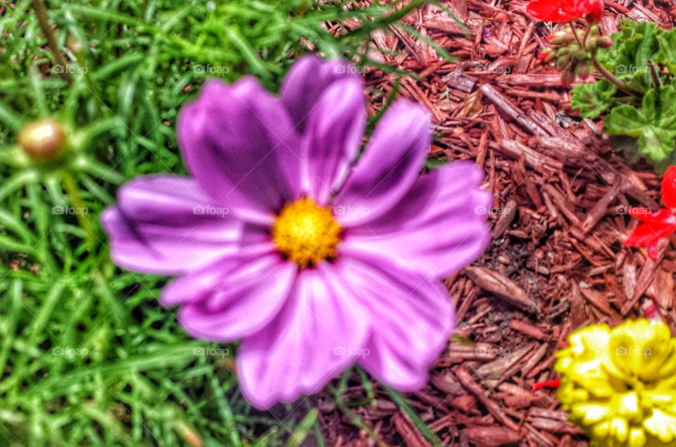 Purplish Flower