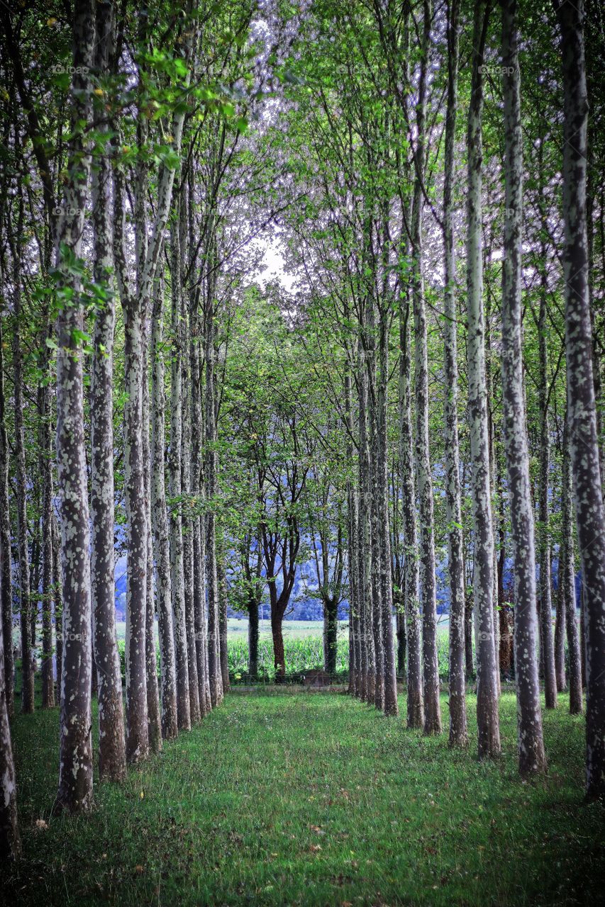 Trees perspective 