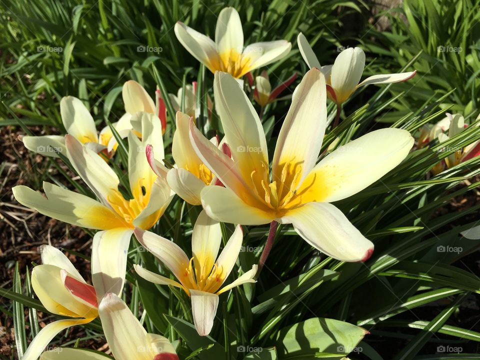 Flowers growing on field