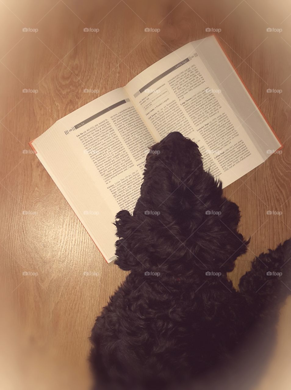 A reading dog