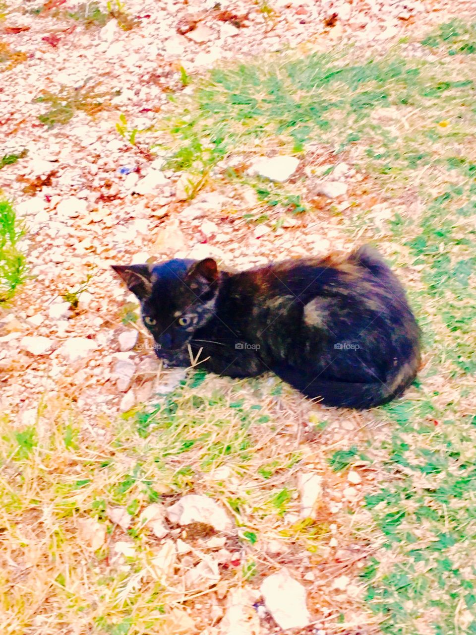 Tortoise shell kitten 