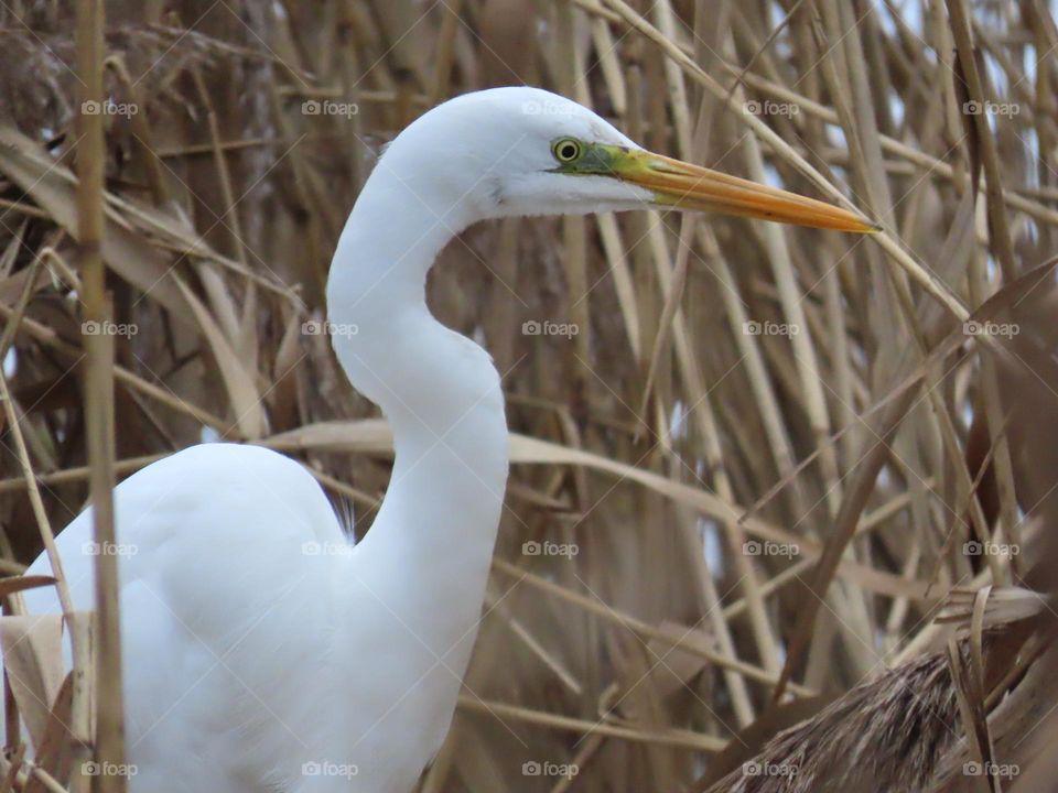 Egret