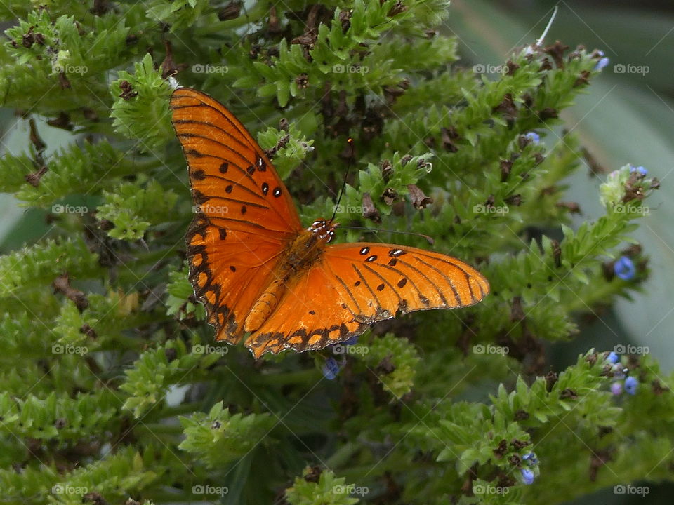 Closer view on orange butterfly on leaves