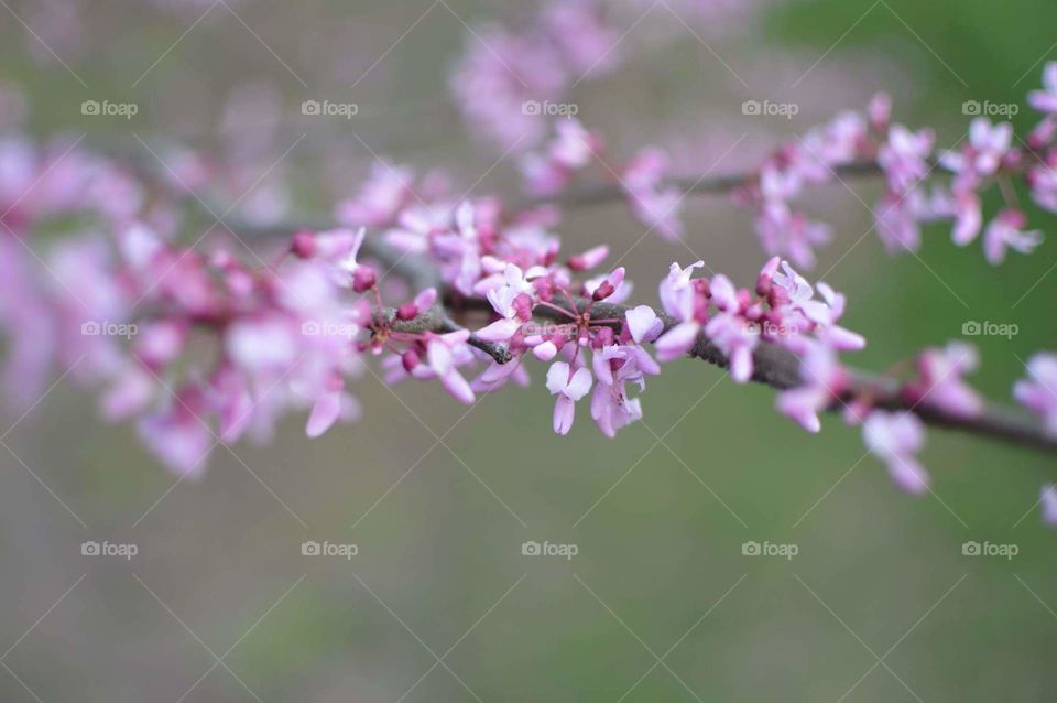 flowers tree bokeh
