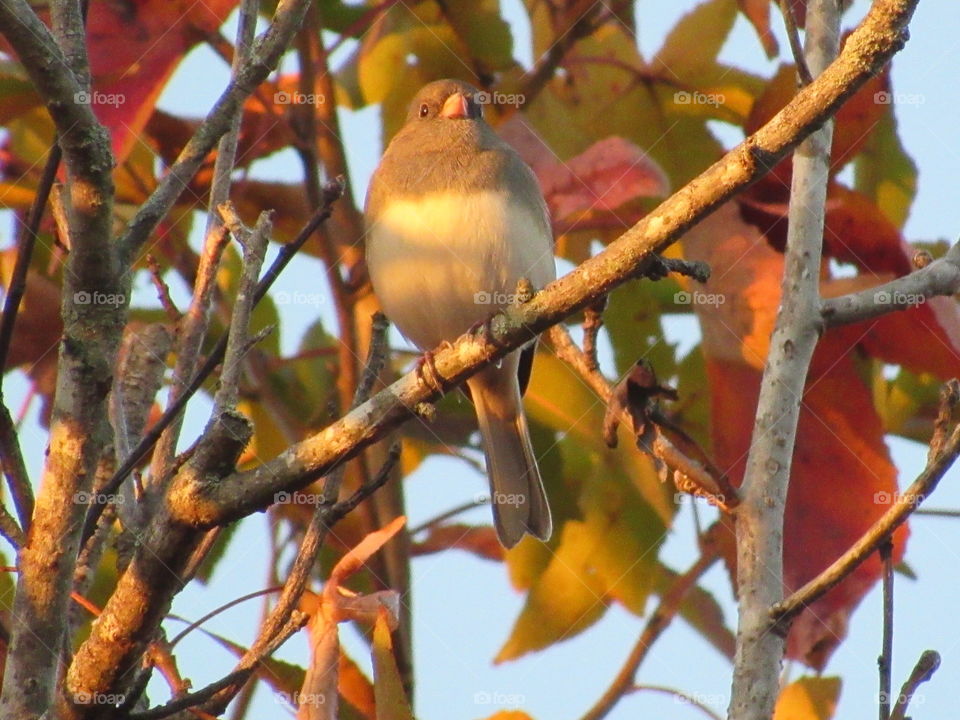 Bird, Wildlife, Tree, No Person, Outdoors