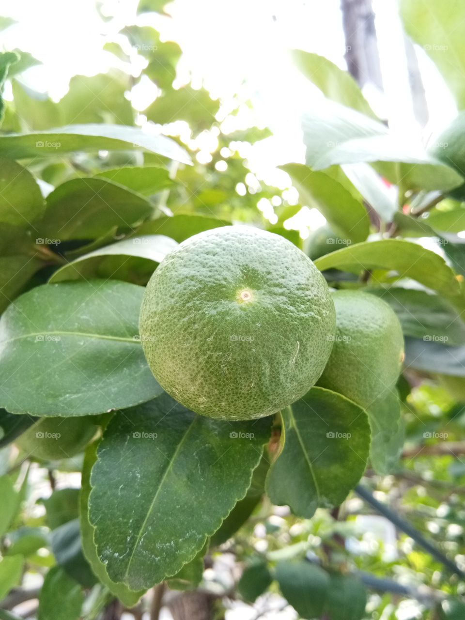 lemon
green
fruit
vegetable