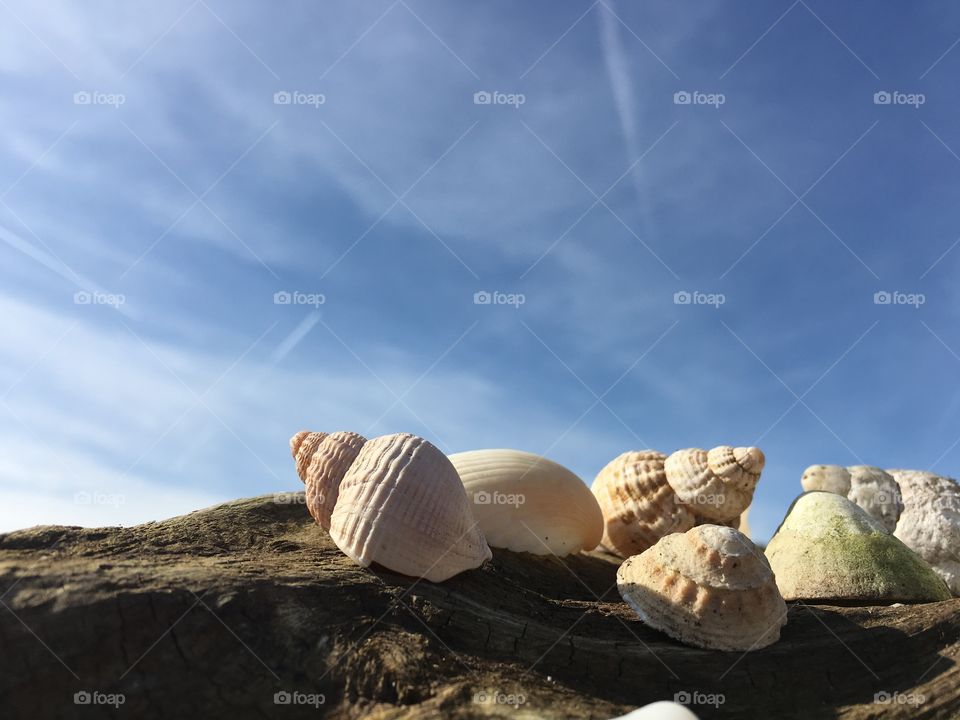 Seashells on driftwood