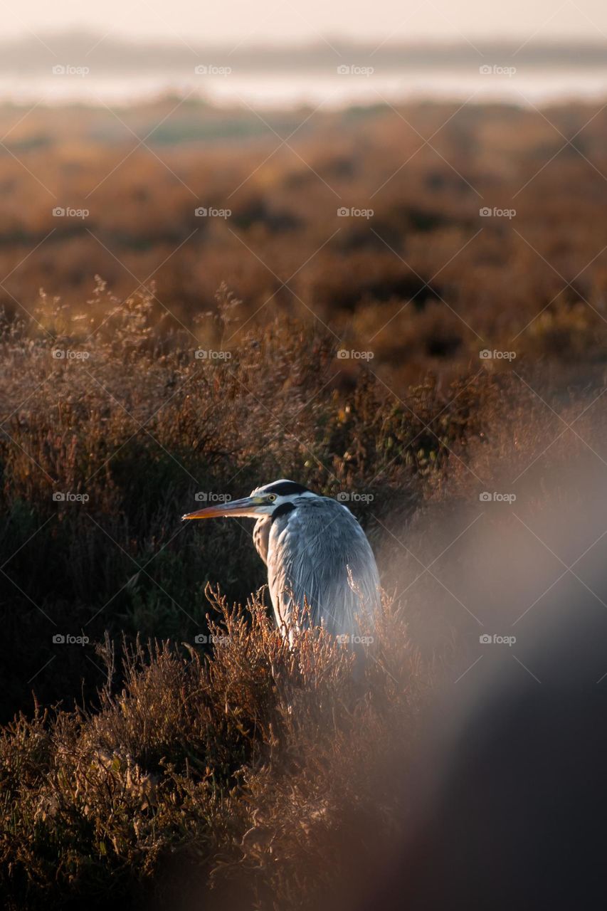 Grey heron - Ardea cinerea