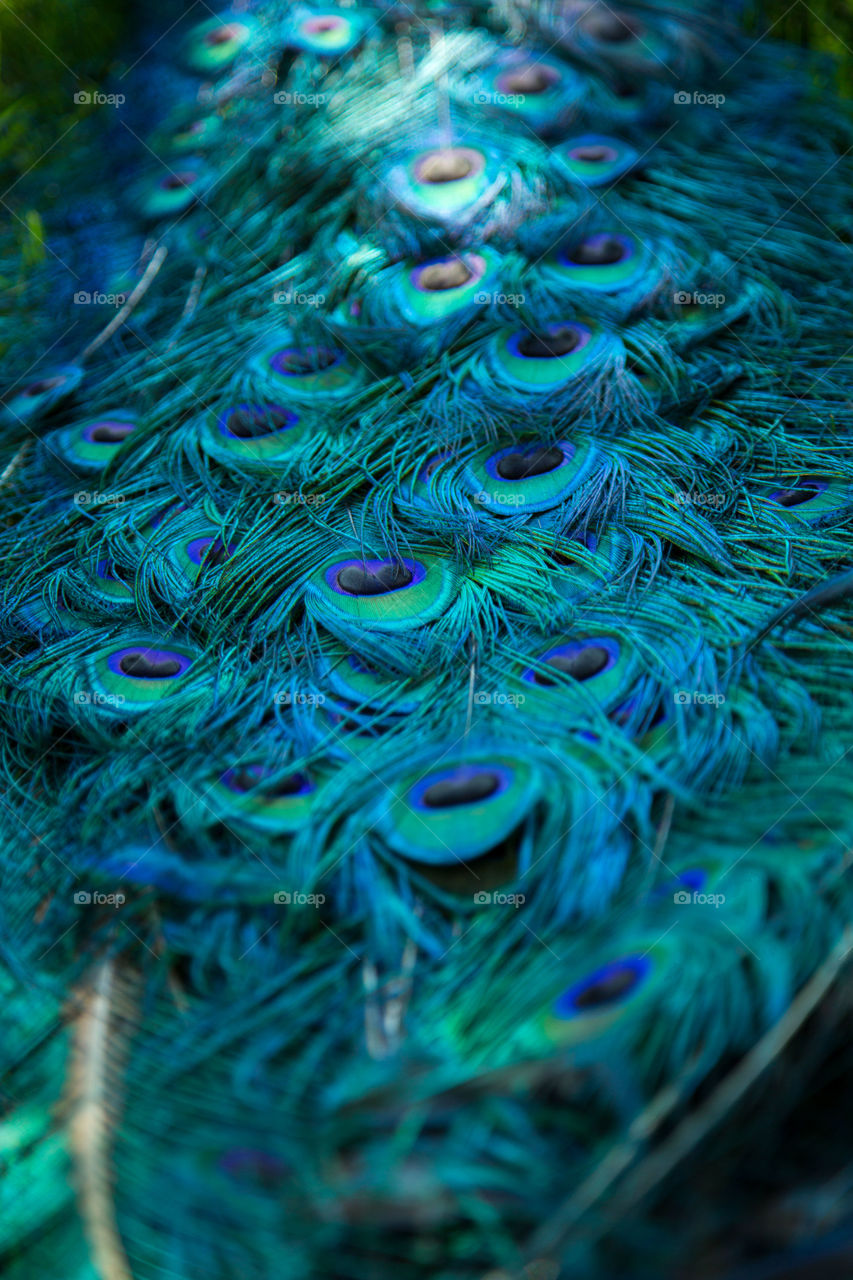 Colors of the blue tail 