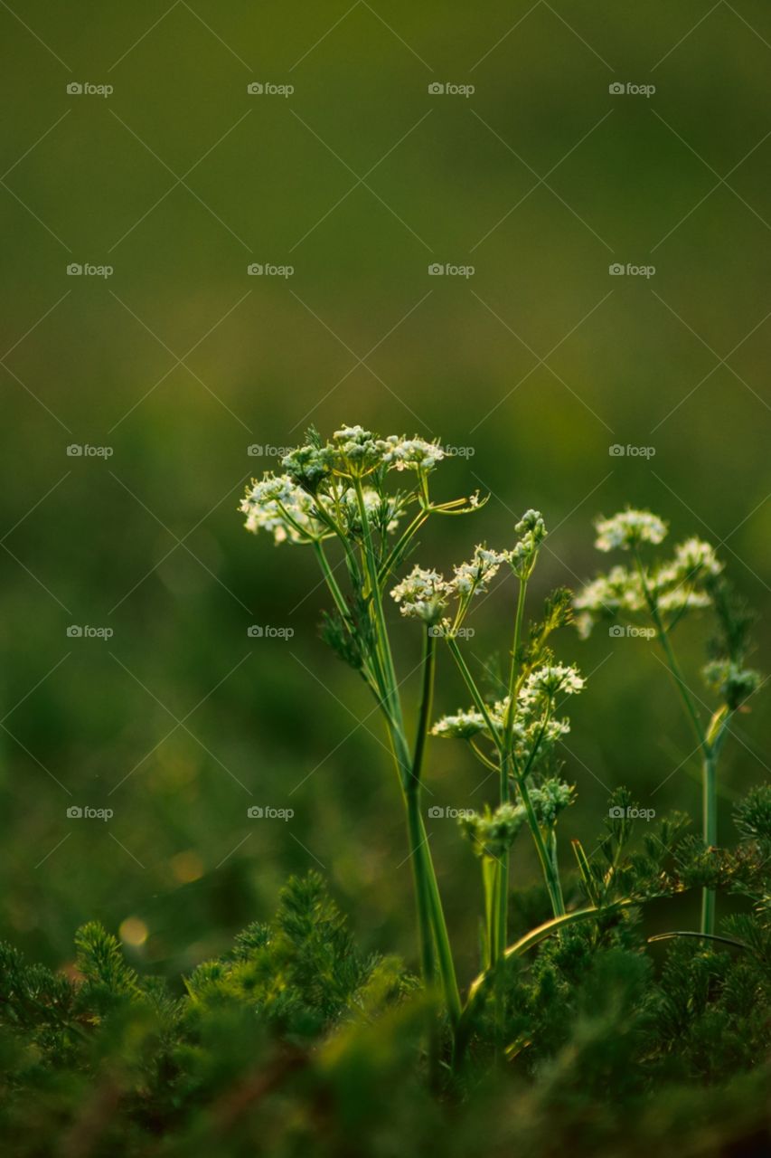 White wild flowers on a field with blurry background