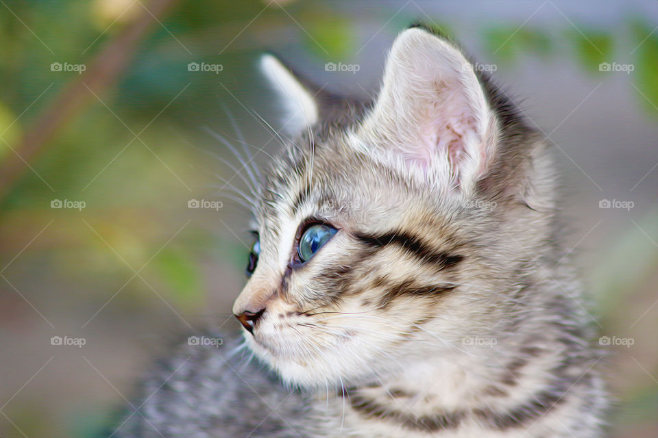 Kitten Profile