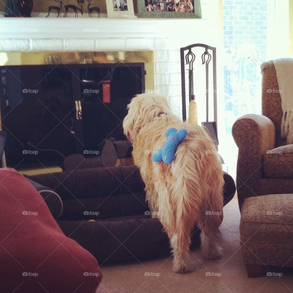 Chief and reflection 