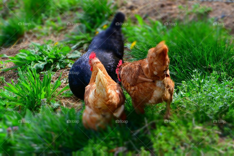 Hens free ranging for food