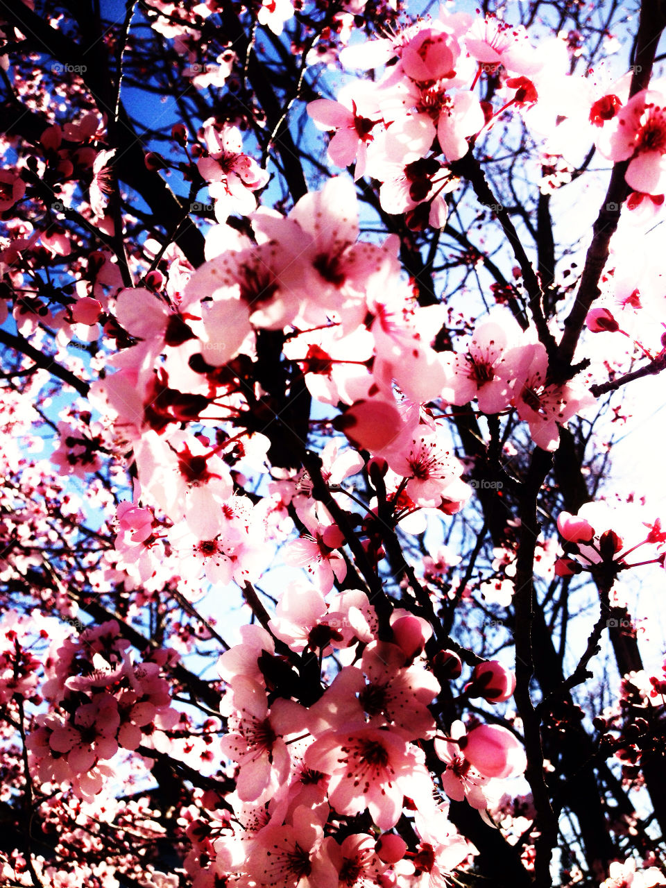 Pink Cherry Blossoms
