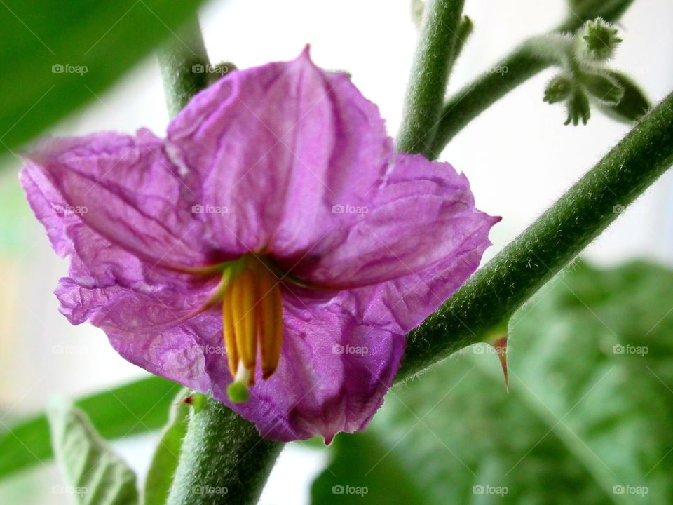 blooming eggplant