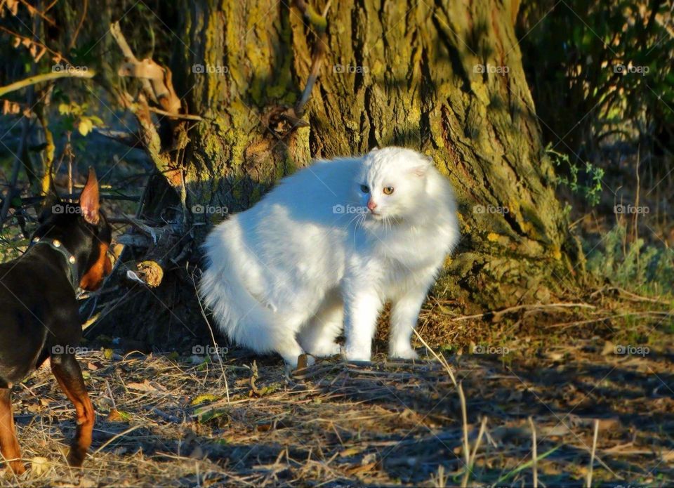 White cat and little dog pinscher