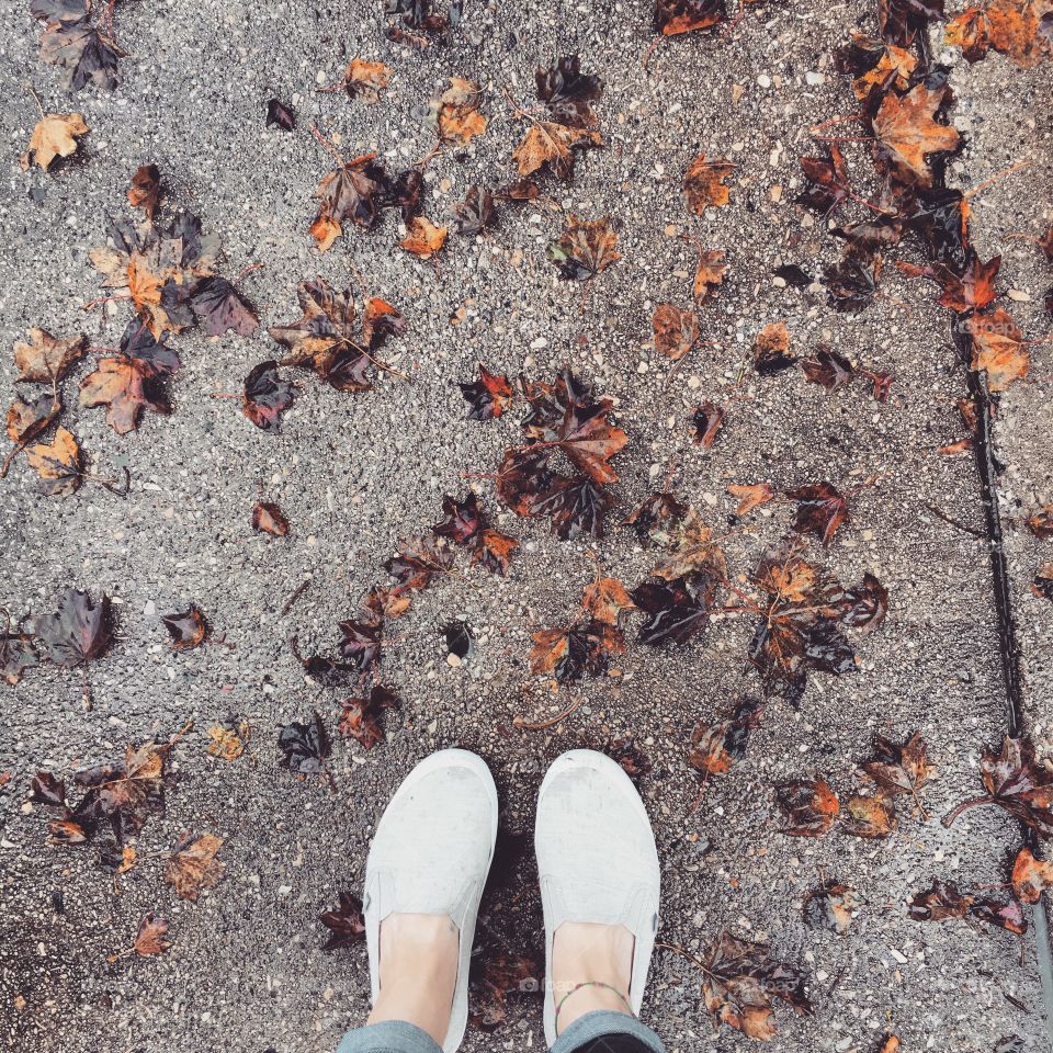 Leaves fall