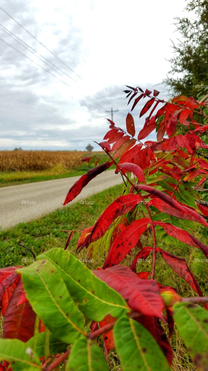 Virginia Creeper on a trail in rural Indiana summer.