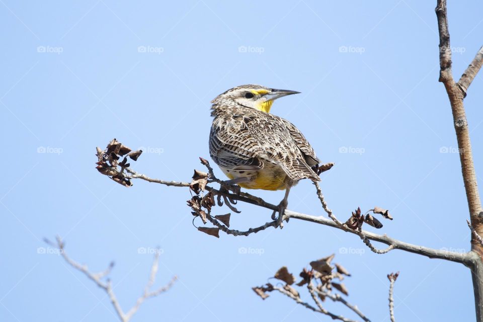 western meadowlark