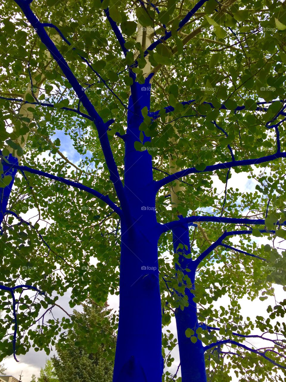 Blue Aspen Tree