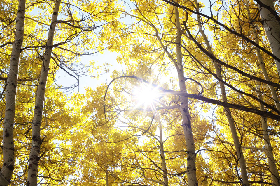 yellow outdoors trees fall by lmtrent