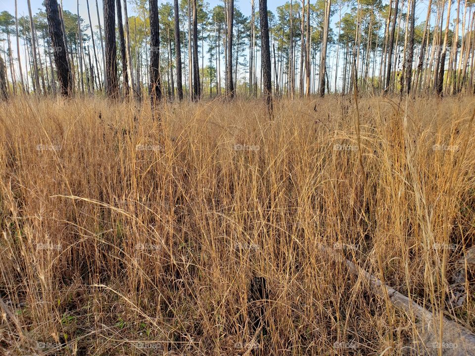 Tall grass and forest