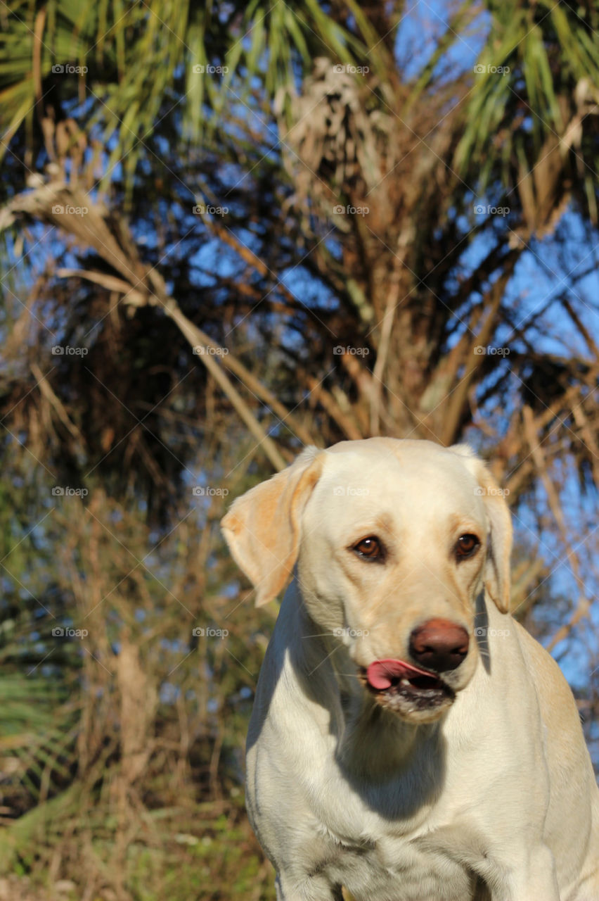 beatific Labrador female