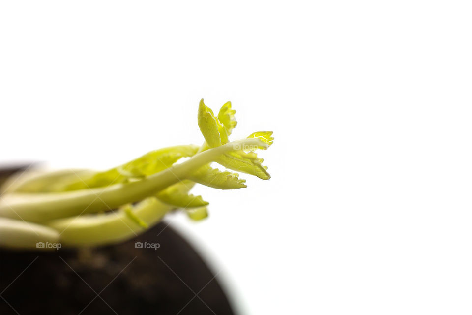 Green sprout on black radish macro close up