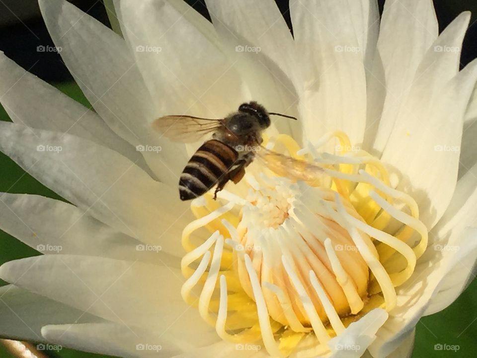 Lotus, Bee