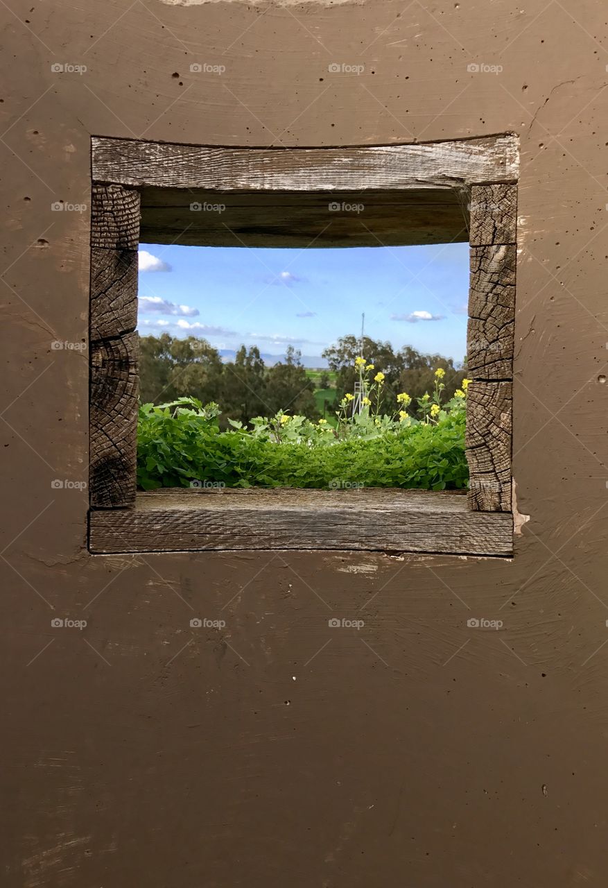 Window