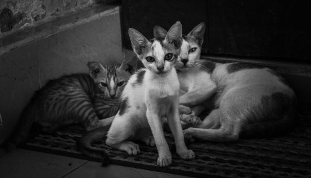 family