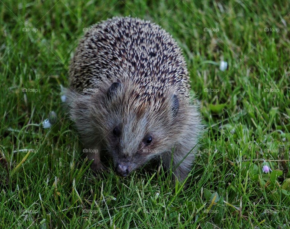 Hedgehog in my garden