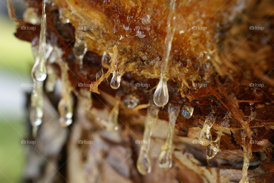 Tree sap