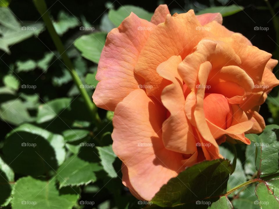 Half moon shaped rose with underdeveloped bottom and beautiful peach coloured petals in garden on rose bush 