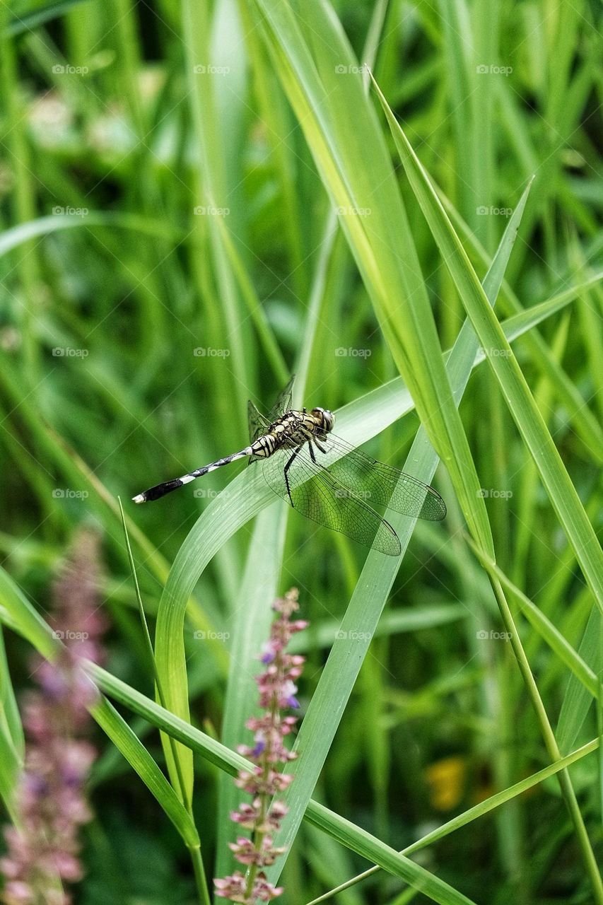 Dragonfly at the fields…