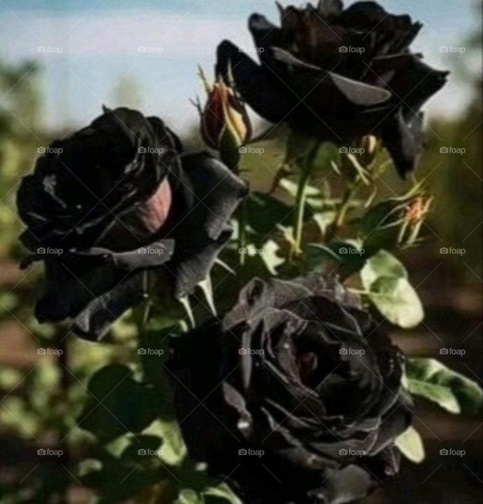 most beautiful and attractive black flowers in the garden.