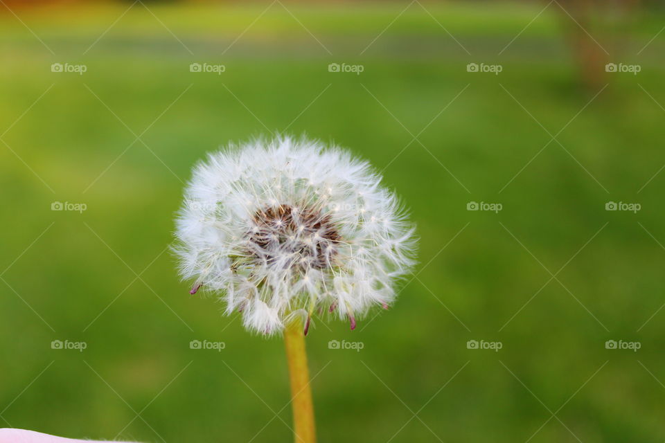 Grass, Nature, Summer, Flower, Dandelion