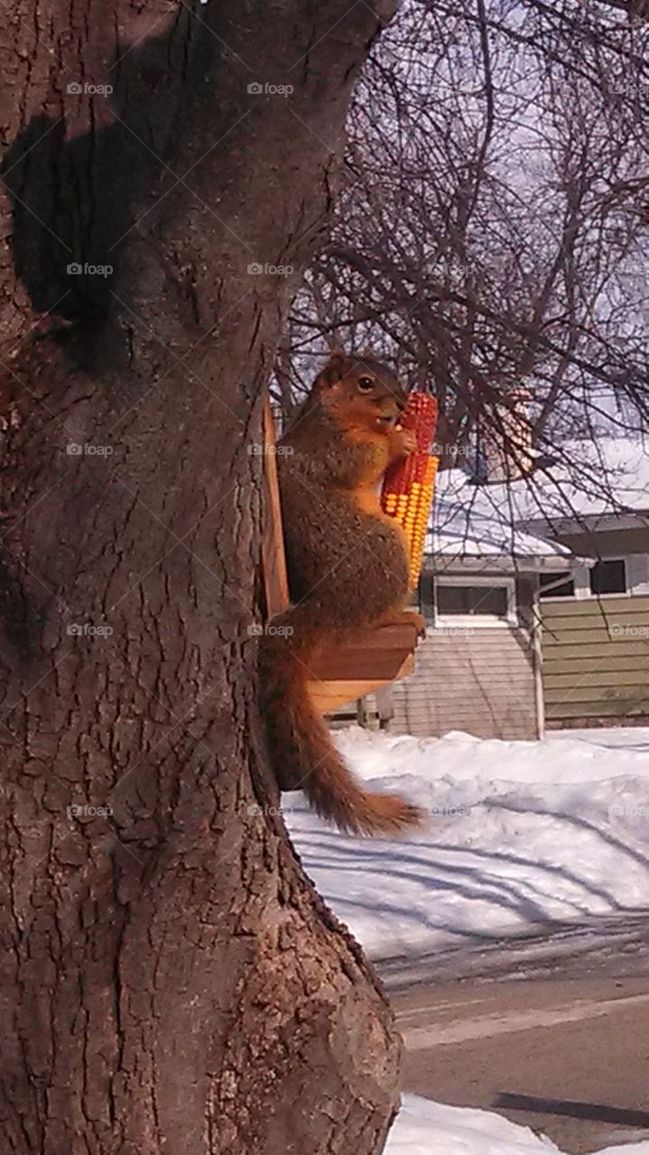 protective squirrel