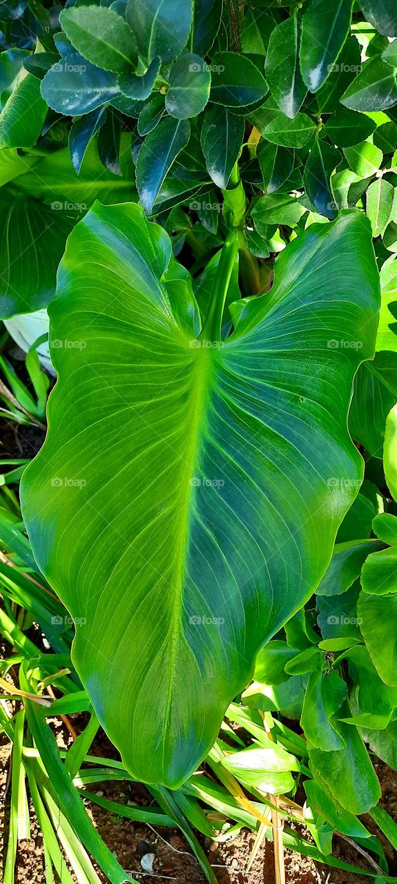 Beautiful green broadleaf