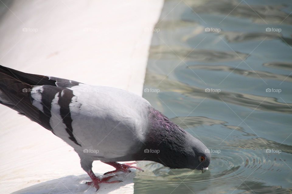 Pigeon drinking water