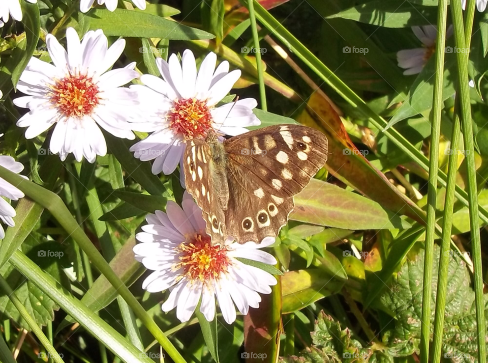 meadow dorset butterfly daisy by markems
