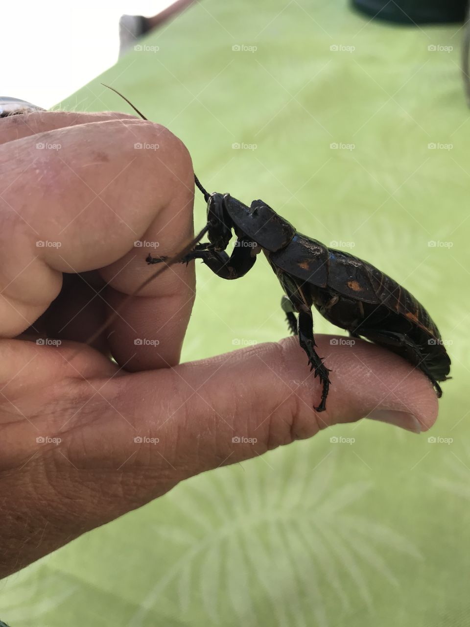 Madagascar Hissing cockroach