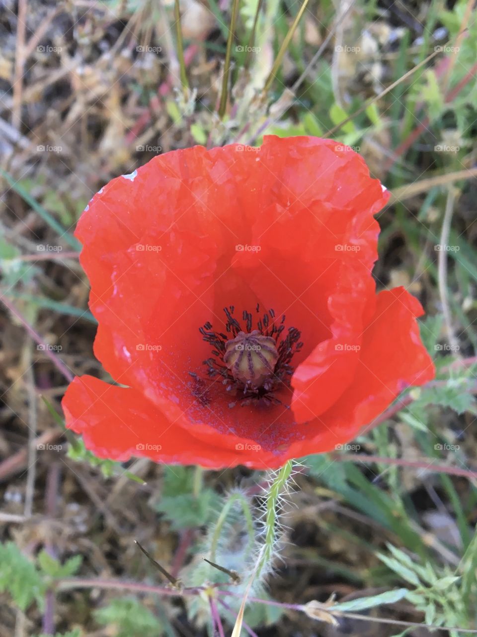 Poppy - red