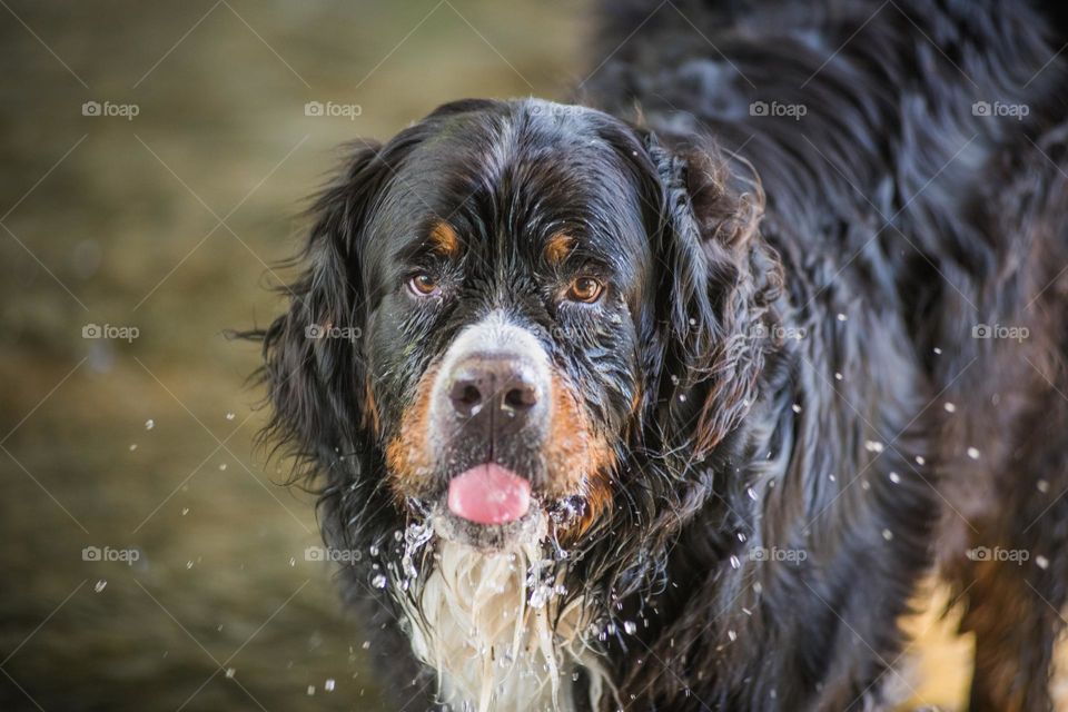 Dog bernese mountain