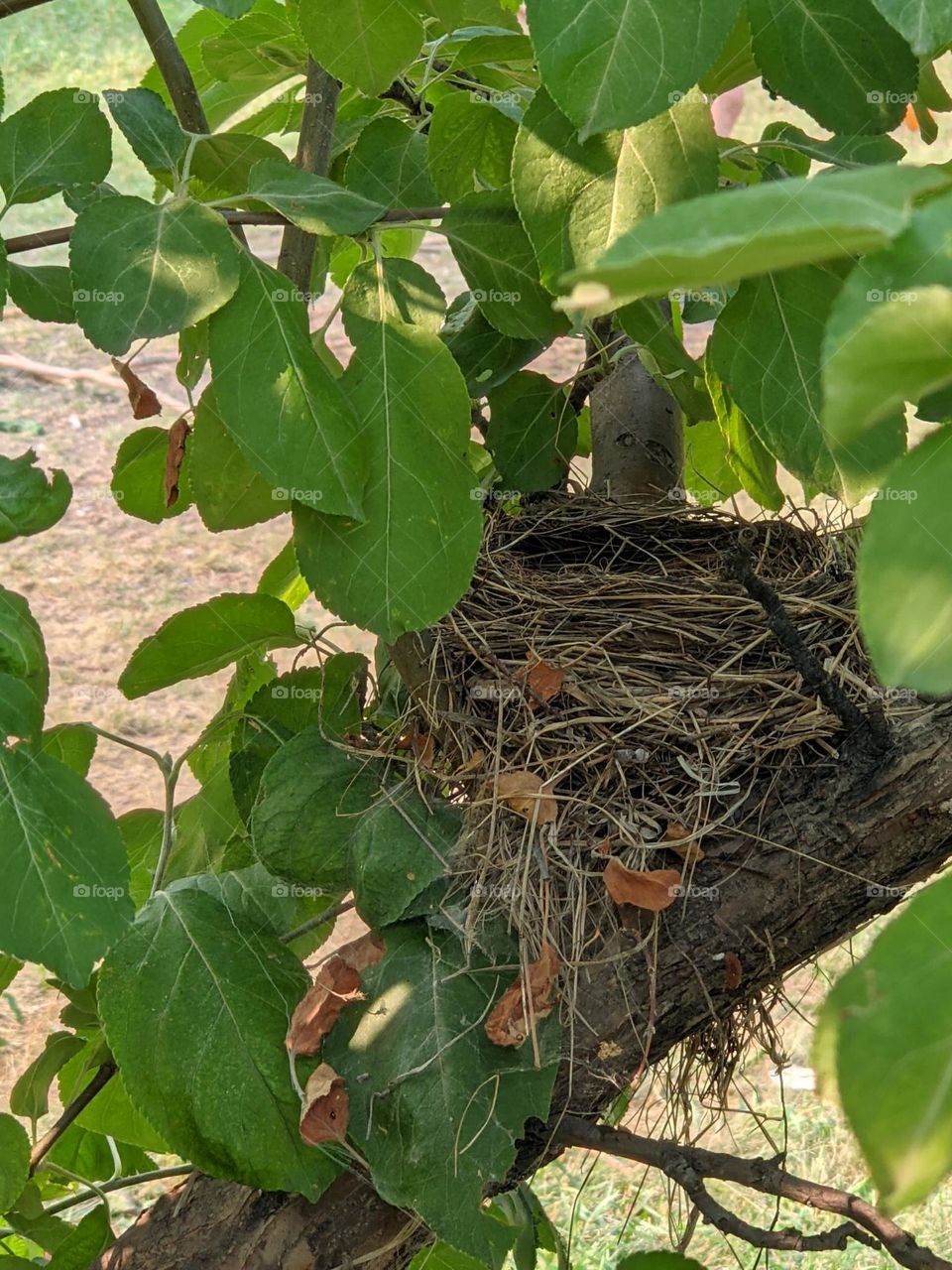 Bird nest in an apple tree
