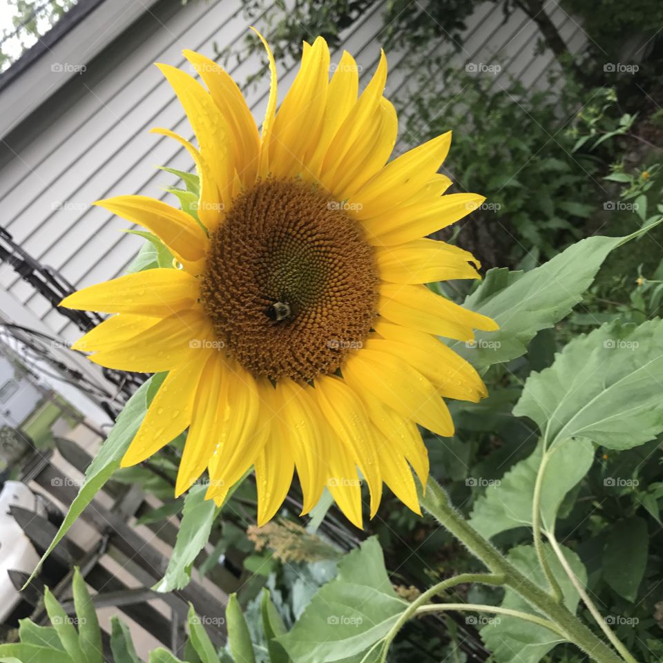 Bee on a sunflower 