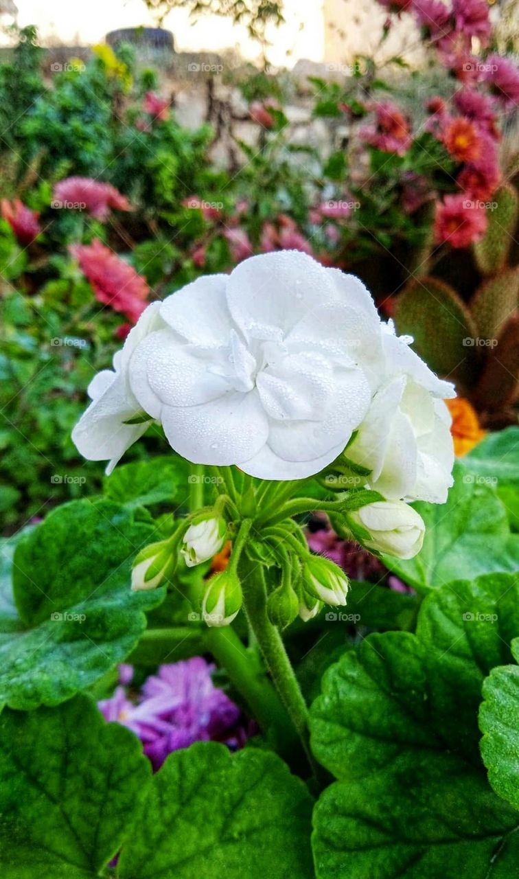 Beautiful white rose Beautiful rose